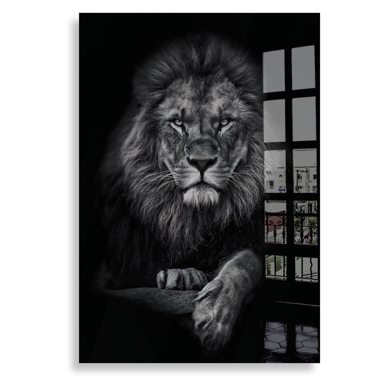 Lion Portrait - Plexiglass