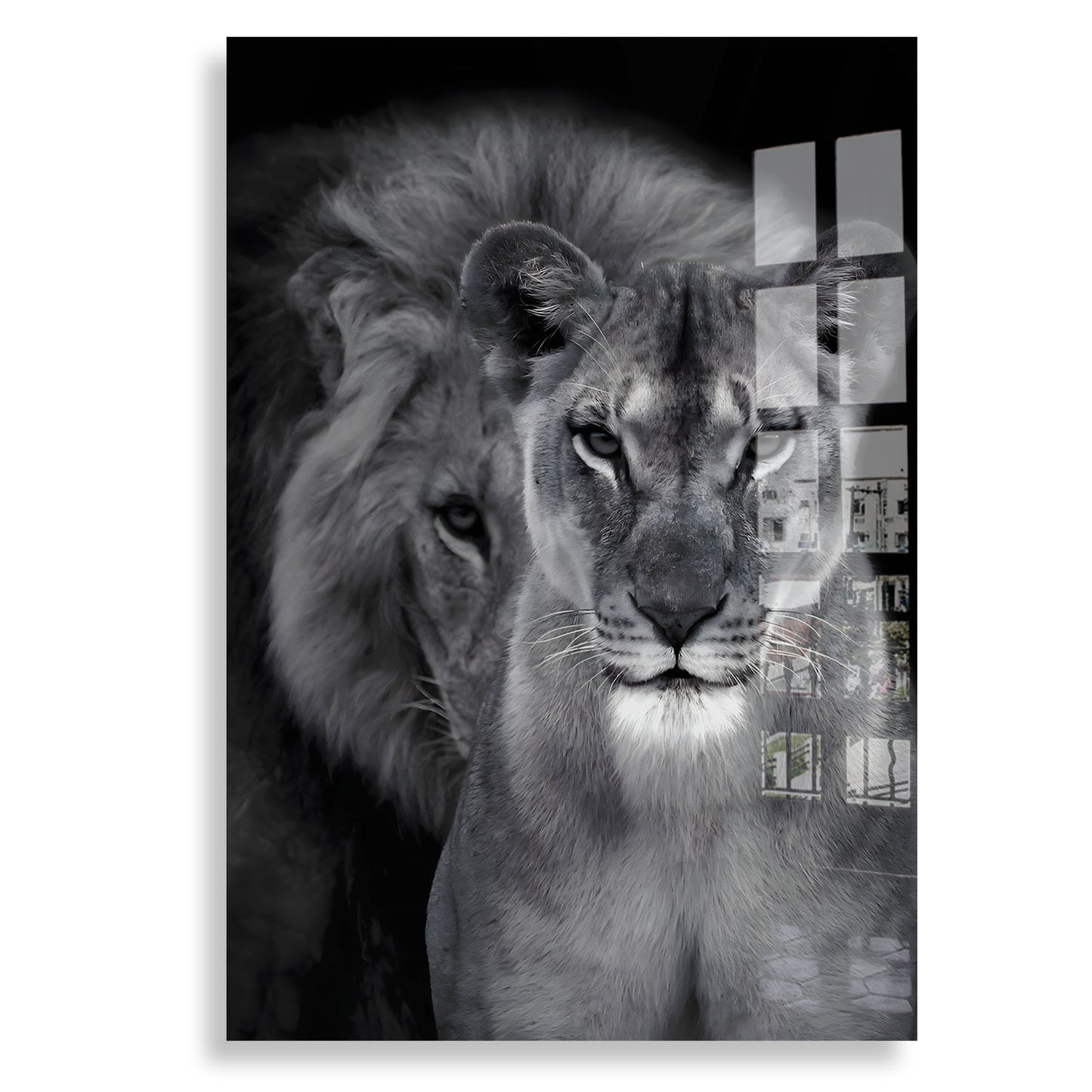 Lion And Lioness - Plexiglas